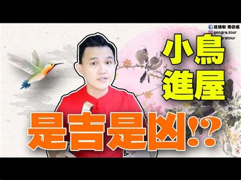 自來鳥風水|【家裡出現鳥】家裡鳥進來有什麼好兆頭？自來鳥寓意大公開！